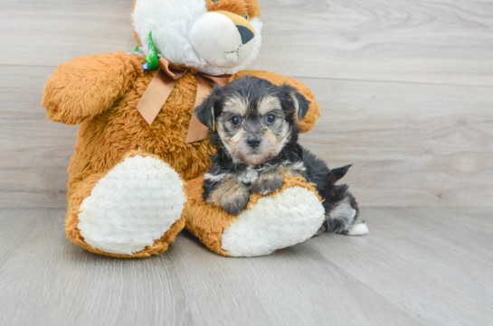 14 week old Morkie Puppy For Sale - Florida Fur Babies
