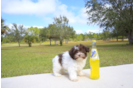 Meet Rhea - our Havanese Puppy Photo 2/2 - Florida Fur Babies