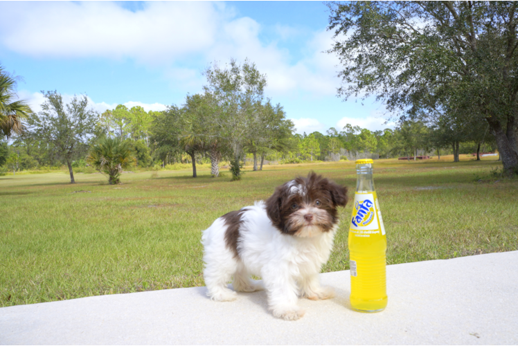 Meet Rhea - our Havanese Puppy Photo 2/2 - Florida Fur Babies