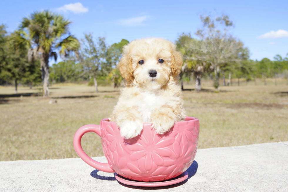 Meet Brandy - our Cavapoo Puppy Photo 2/3 - Florida Fur Babies