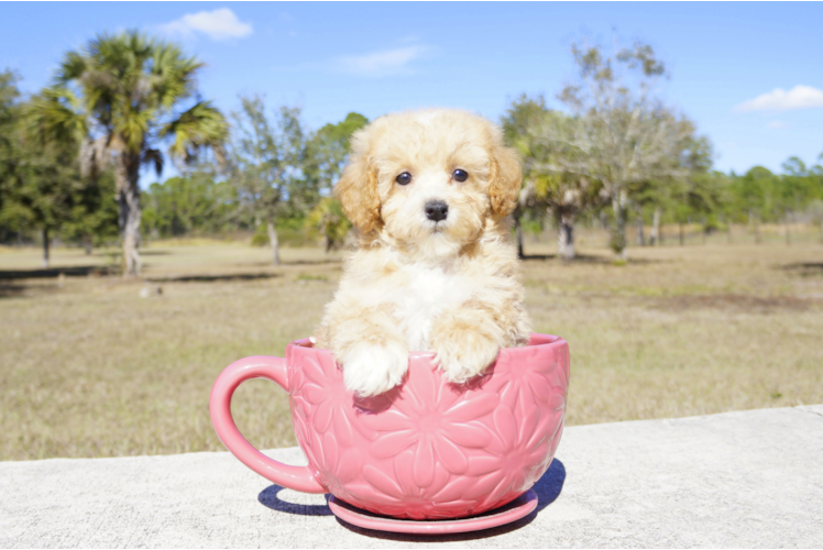 Meet Brandy - our Cavapoo Puppy Photo 2/3 - Florida Fur Babies