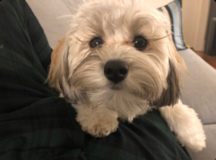 Cute Maltipoo Pup Cute Maltipoo Pup