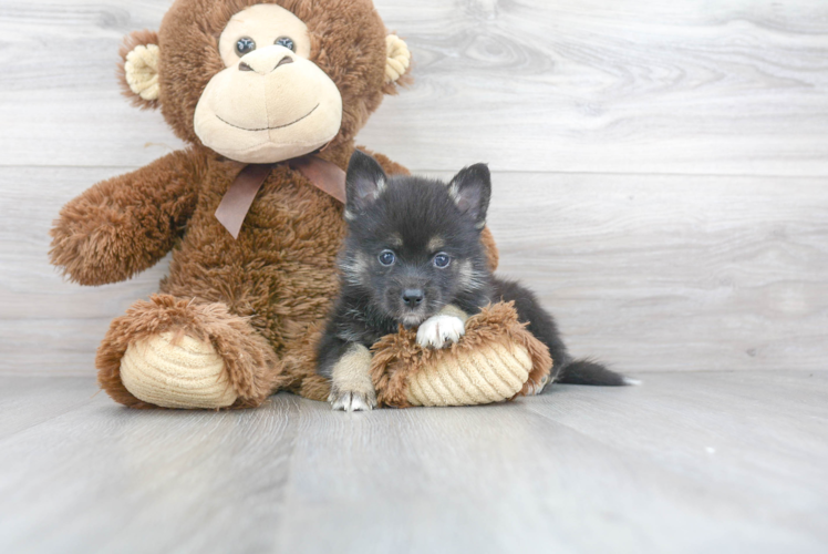 Meet Sox - our Pomsky Puppy Photo 1/3 - Florida Fur Babies