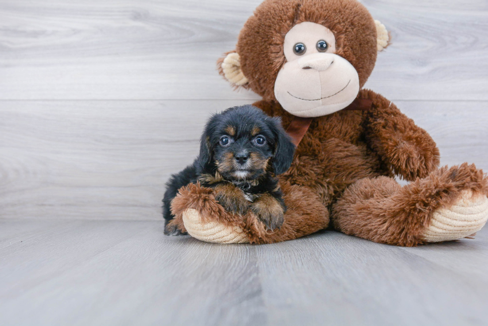 Meet Harper - our Yorkie Chon Puppy Photo 2/3 - Florida Fur Babies