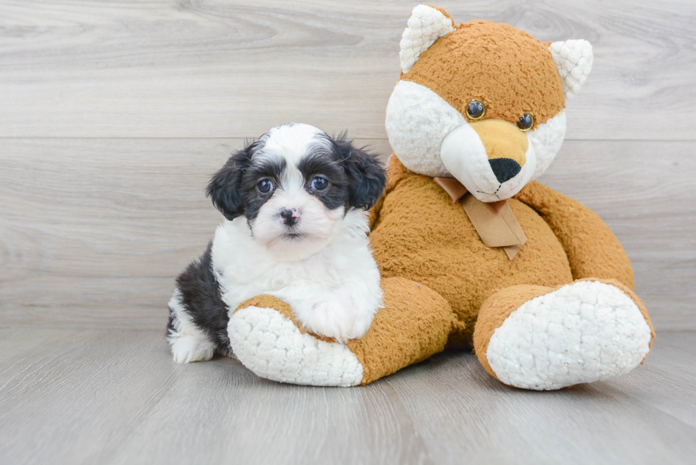 Meet Cassandra - our Teddy Bear Puppy Photo 2/3 - Florida Fur Babies