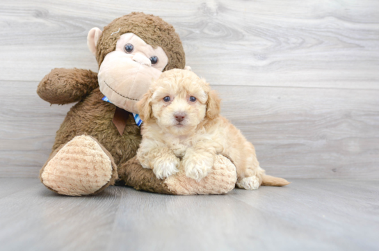 16 week old Poochon Puppy For Sale - Florida Fur Babies