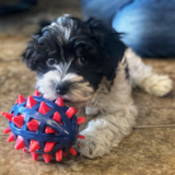Cute Maltipoo Pup Cute Maltipoo Pup
