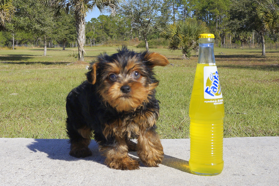 Meet Ben - our Yorkshire Terrier Puppy Photo 3/4 - Florida Fur Babies