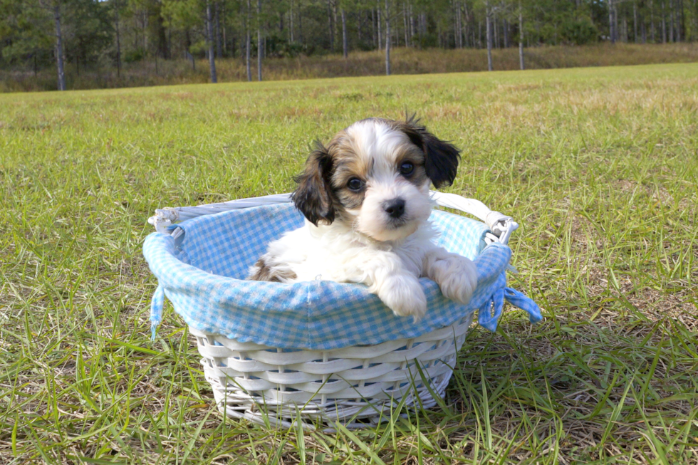 Meet Skippy - our Cavachon Puppy Photo 1/4 - Florida Fur Babies