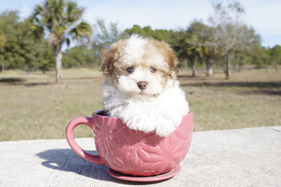 Meet James - our Havanese Puppy Photo 4/6 - Florida Fur Babies
