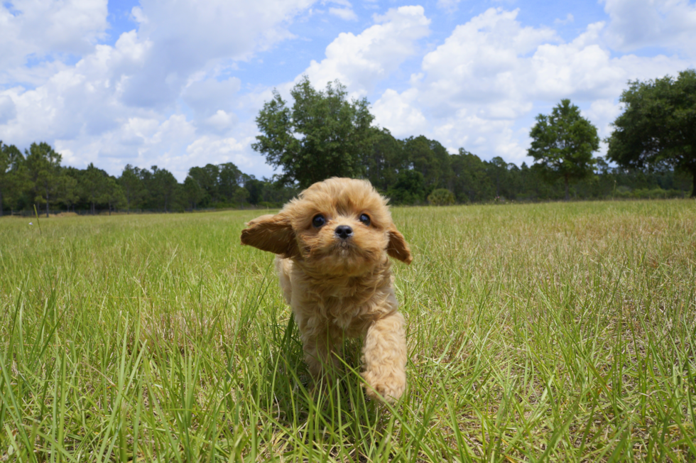 Meet Beauty - our Cavapoo Puppy Photo 3/6 - Florida Fur Babies