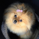 Pomeranian Being Cute Pomeranian Being Cute
