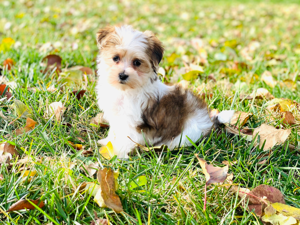 Meet Cookie - our Morkie Puppy Photo 2/4 - Florida Fur Babies