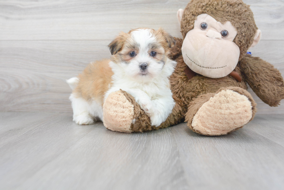 Meet Joann - our Teddy Bear Puppy Photo 2/3 - Florida Fur Babies