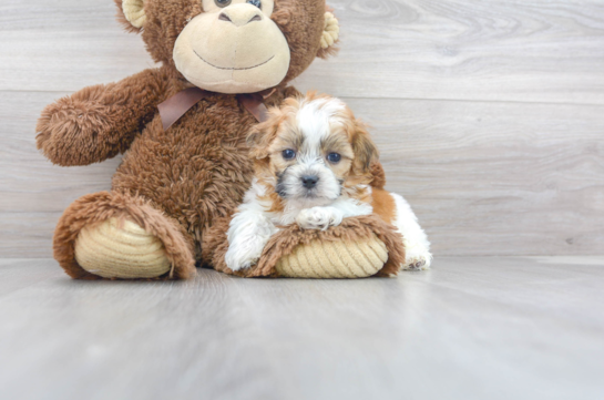 9 week old Teddy Bear Puppy For Sale - Florida Fur Babies