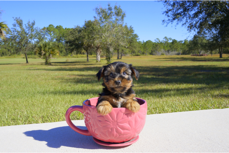 Meet Clay - our Yorkshire Terrier Puppy Photo 2/4 - Florida Fur Babies