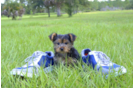 Meet Lacy - our Yorkshire Terrier Puppy Photo 2/3 - Florida Fur Babies
