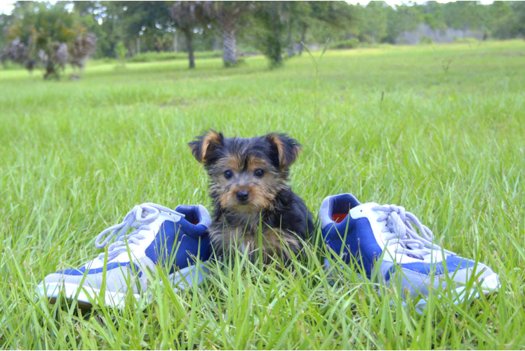 Meet Lacy - our Yorkshire Terrier Puppy Photo 2/3 - Florida Fur Babies