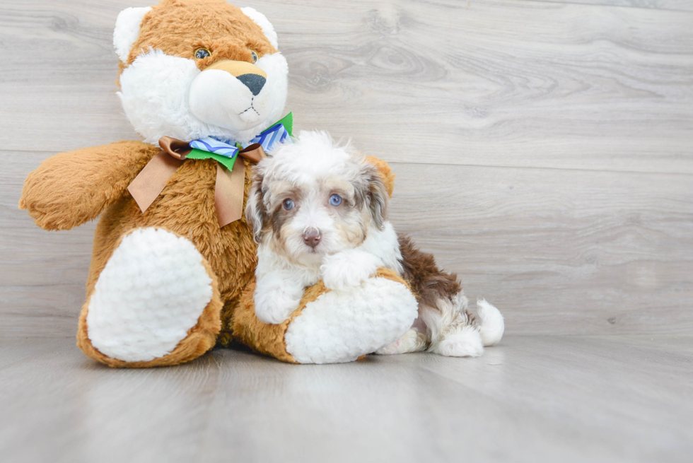 Meet Crash - our Mini Aussiedoodle Puppy Photo 2/3 - Florida Fur Babies