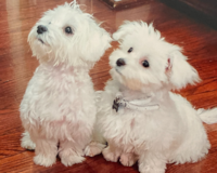 Maltese Being Cute Maltese Being Cute