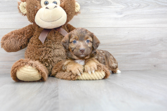 13 week old Mini Aussiedoodle Puppy For Sale - Florida Fur Babies