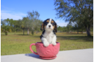 Meet Angel - our Cavalier King Charles Spaniel Puppy Photo 1/1 - Florida Fur Babies