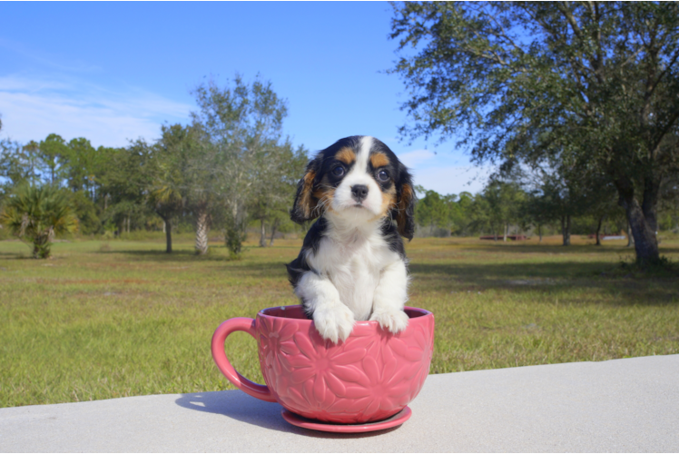 Meet Angel - our Cavalier King Charles Spaniel Puppy Photo 1/1 - Florida Fur Babies