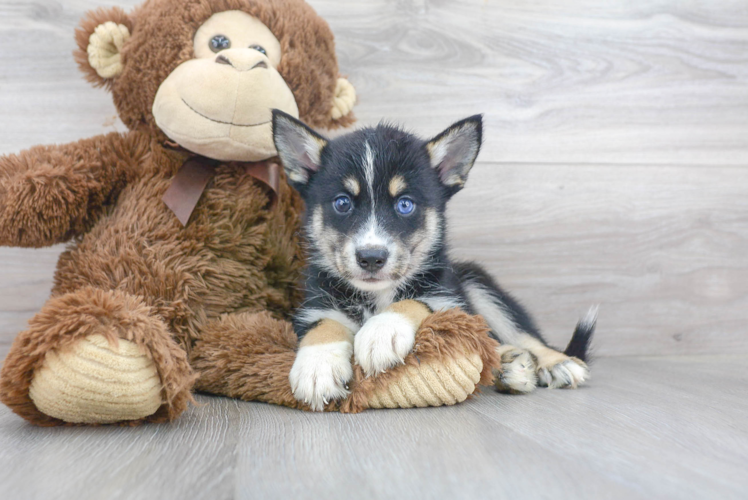 Meet Leonidas - our Pomsky Puppy Photo 1/3 - Florida Fur Babies