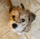 Cute Morkie Pup