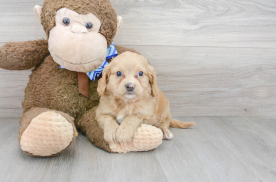 18 week old Cavapoo Puppy For Sale - Florida Fur Babies