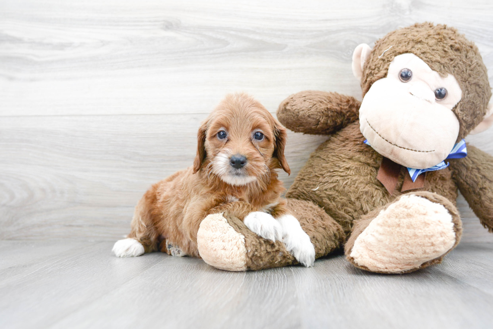 Meet Fiona - our Mini Goldendoodle Puppy Photo 2/3 - Florida Fur Babies