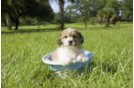 Meet Samuel - our Teddy Bear Puppy Photo 2/3 - Florida Fur Babies