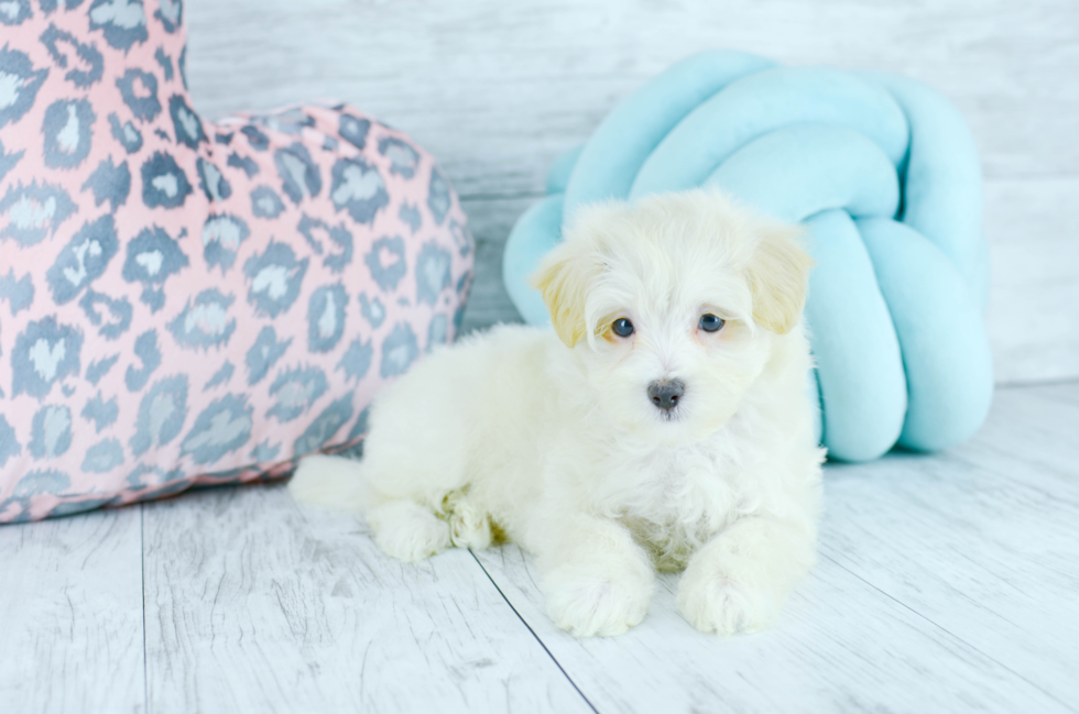 Meet  Buttermilk - our Maltipoo Puppy Photo 3/4 - Florida Fur Babies