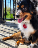 Cute Mini Aussie Pup Cute Mini Aussie Pup