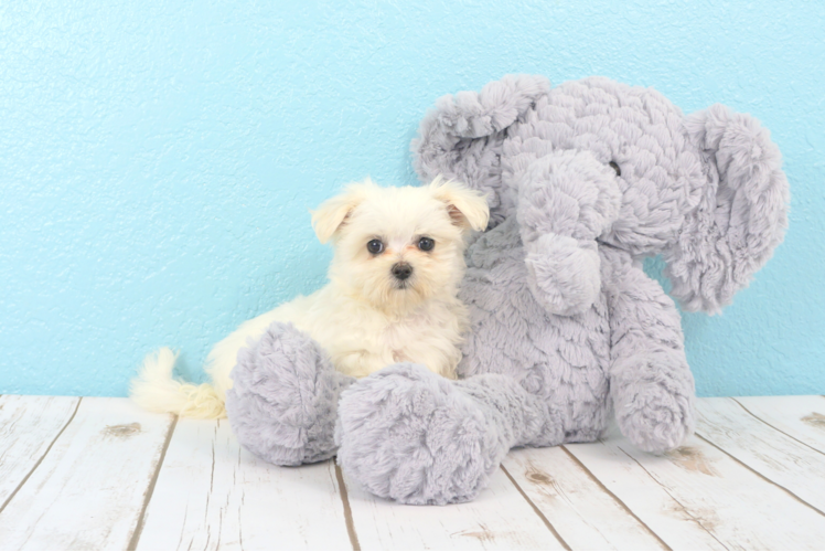 Meet Paris - our Maltese Puppy Photo 1/3 - Florida Fur Babies