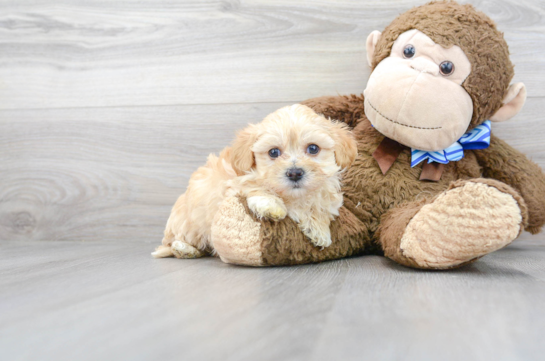 12 week old Maltipoo Puppy For Sale - Florida Fur Babies