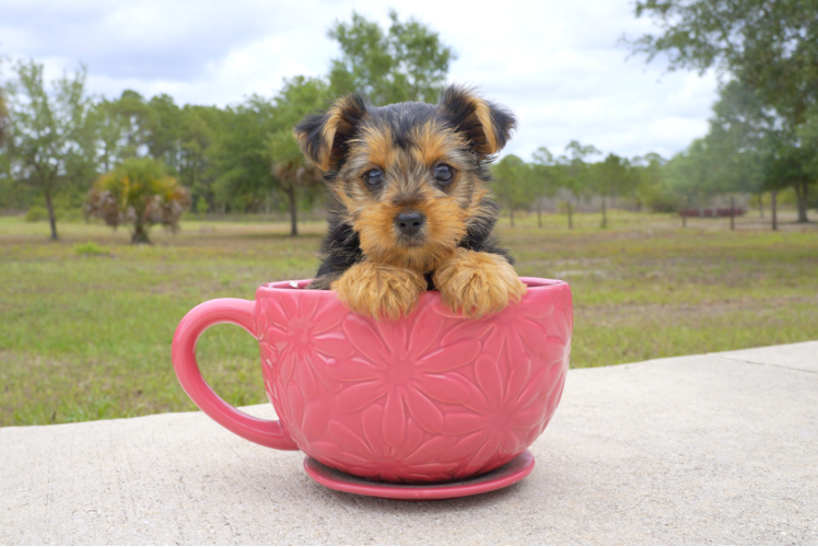 Meet Mocha - our Yorkshire Terrier Puppy Photo 1/4 - Florida Fur Babies