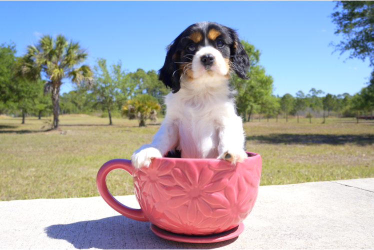 Meet Barington - our Cavalier King Charles Spaniel Puppy Photo 3/3 - Florida Fur Babies