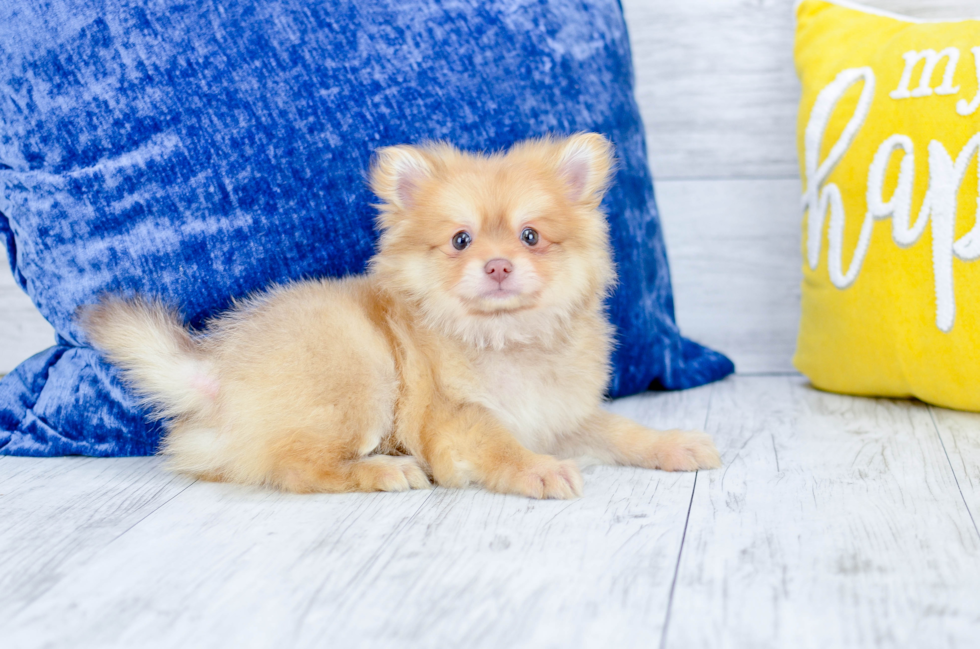 Meet  Roswell - our Pomeranian Puppy Photo 2/4 - Florida Fur Babies