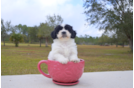 Meet  Sly - our Teddy Bear Puppy Photo 3/5 - Florida Fur Babies