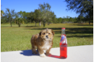 Meet  Ember - our Morkie Puppy Photo 2/5 - Florida Fur Babies