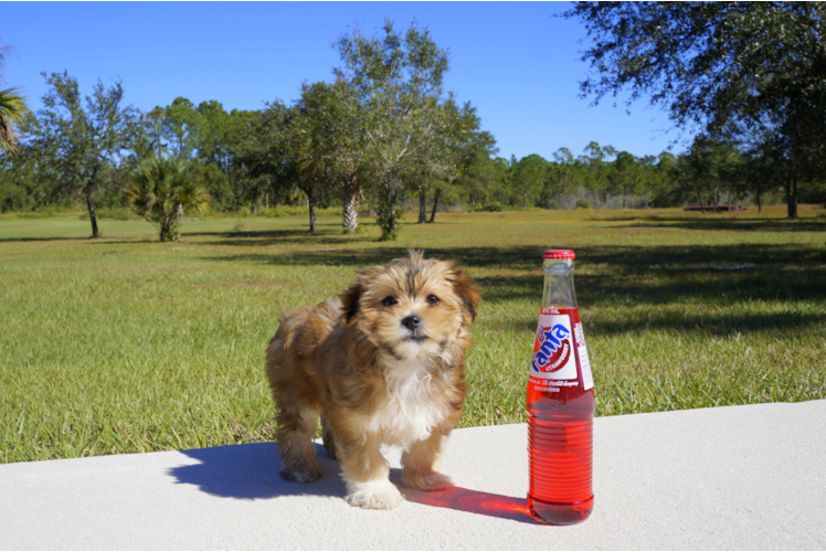 Meet  Ember - our Morkie Puppy Photo 2/5 - Florida Fur Babies