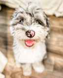 Cute Mini Sheepadoodle Poodle Mix Pup Cute Mini Sheepadoodle Poodle Mix Pup