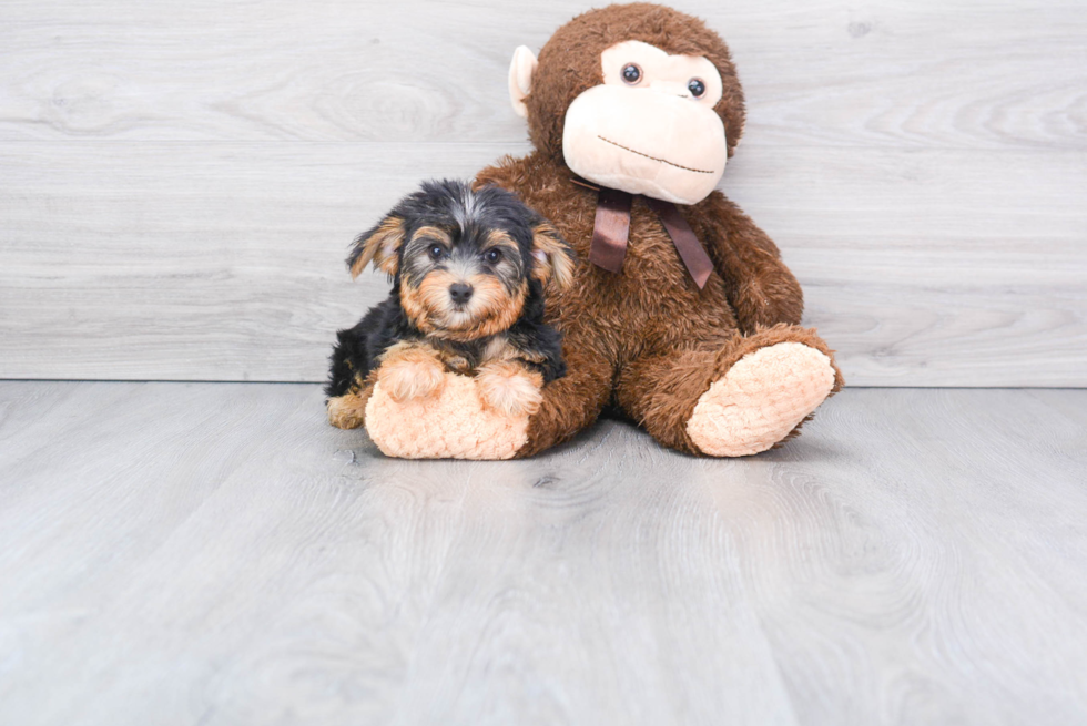 Meet Capone - our Yorkshire Terrier Puppy Photo 2/2 - Florida Fur Babies