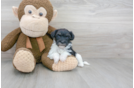 Meet Star - our Havapoo Puppy Photo 1/3 - Florida Fur Babies