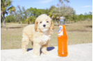 Meet Brandy - our Cavapoo Puppy Photo 3/3 - Florida Fur Babies
