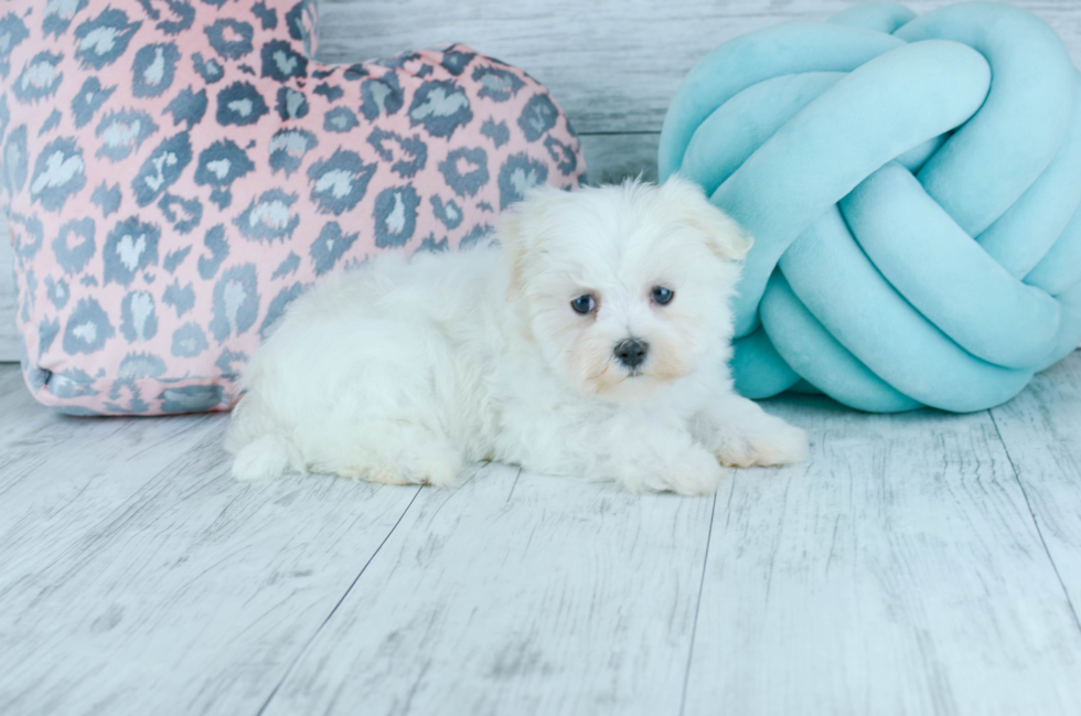 Meet  Carol - our Maltese Puppy Photo 3/4 - Florida Fur Babies