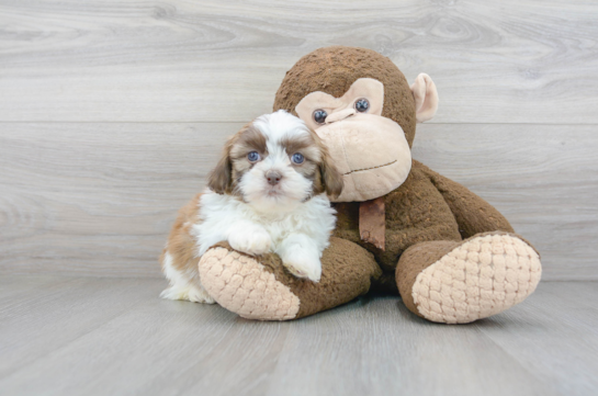 20 week old Havashu Puppy For Sale - Florida Fur Babies