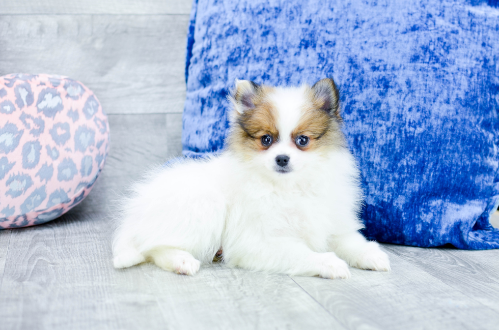 Meet Kendra - our Pomeranian Puppy Photo 2/4 - Florida Fur Babies