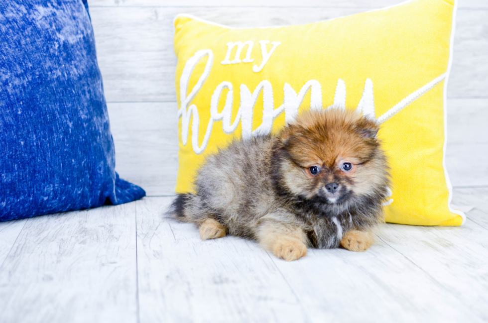 Meet  Connor - our Pomeranian Puppy Photo 3/4 - Florida Fur Babies